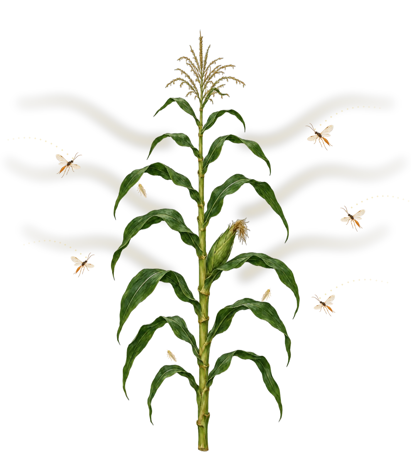 A corn plant releasing odors that attract parasitoid wasps