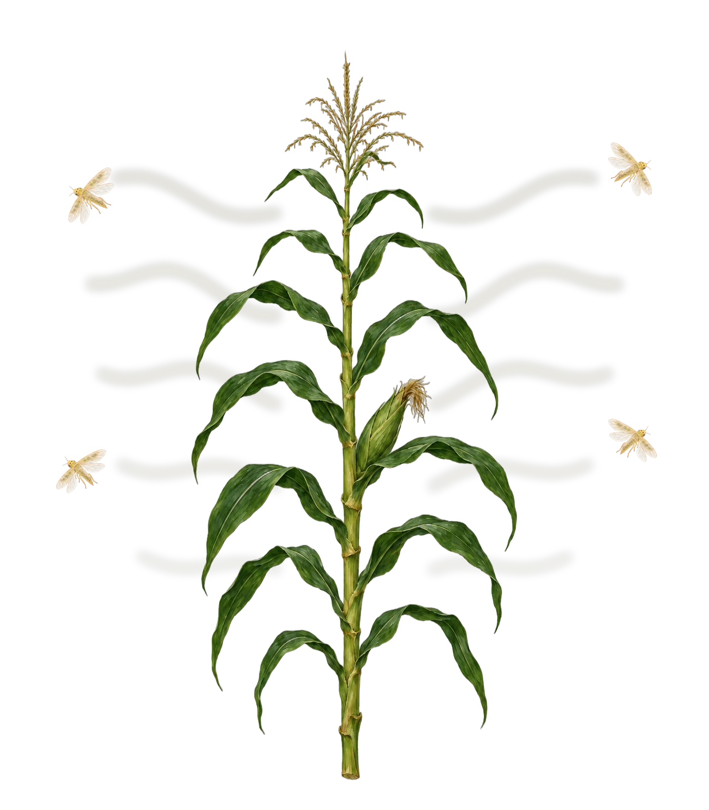 A corn plant emitting odors that push leafhoppers away