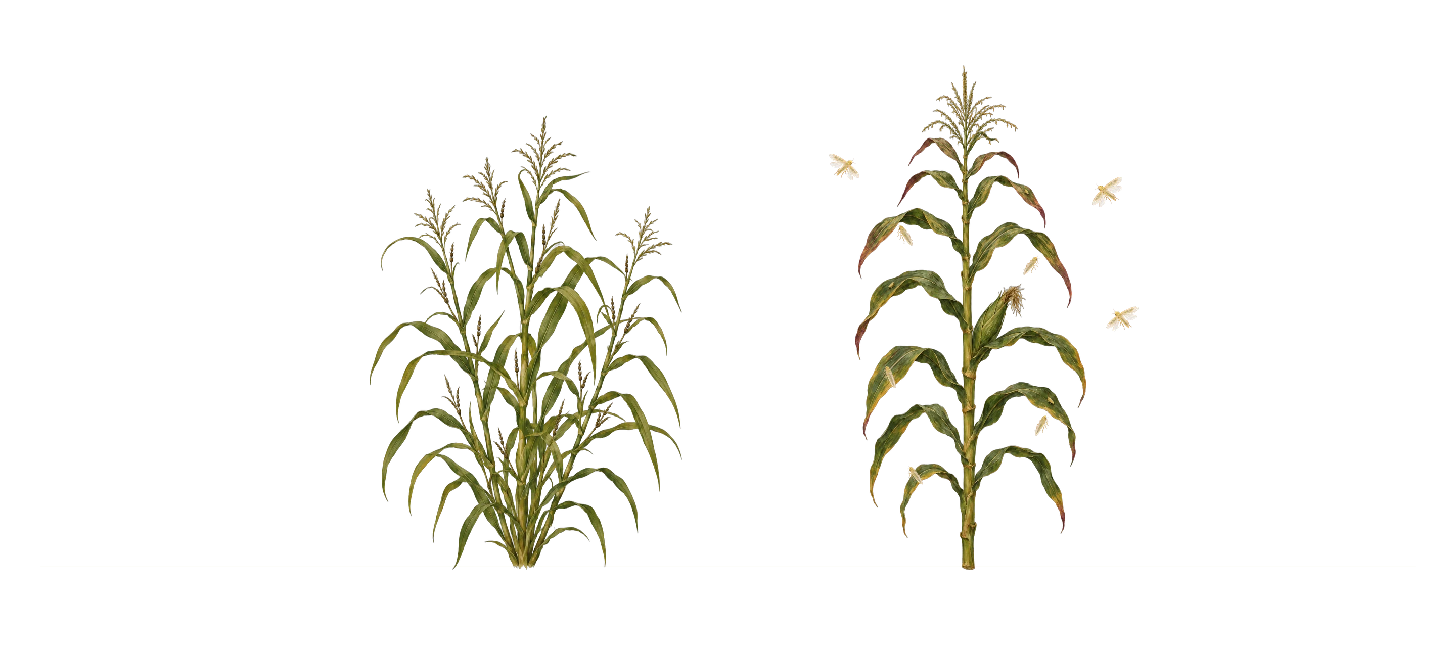 Teosinte, the wild ancestor of corn, next to a modern corn plant
